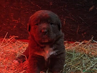 Newfoundland dogs Beautiful newfoundland puppys - Advert 2