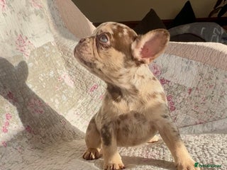 French Bulldog dogs Outstanding Frenchie Babies - Advert 2