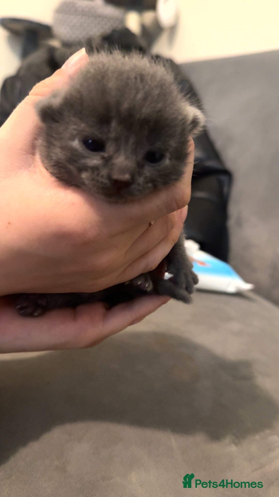Russian Blue cats for sale: 3 Russian/tabby mix  - Image 2