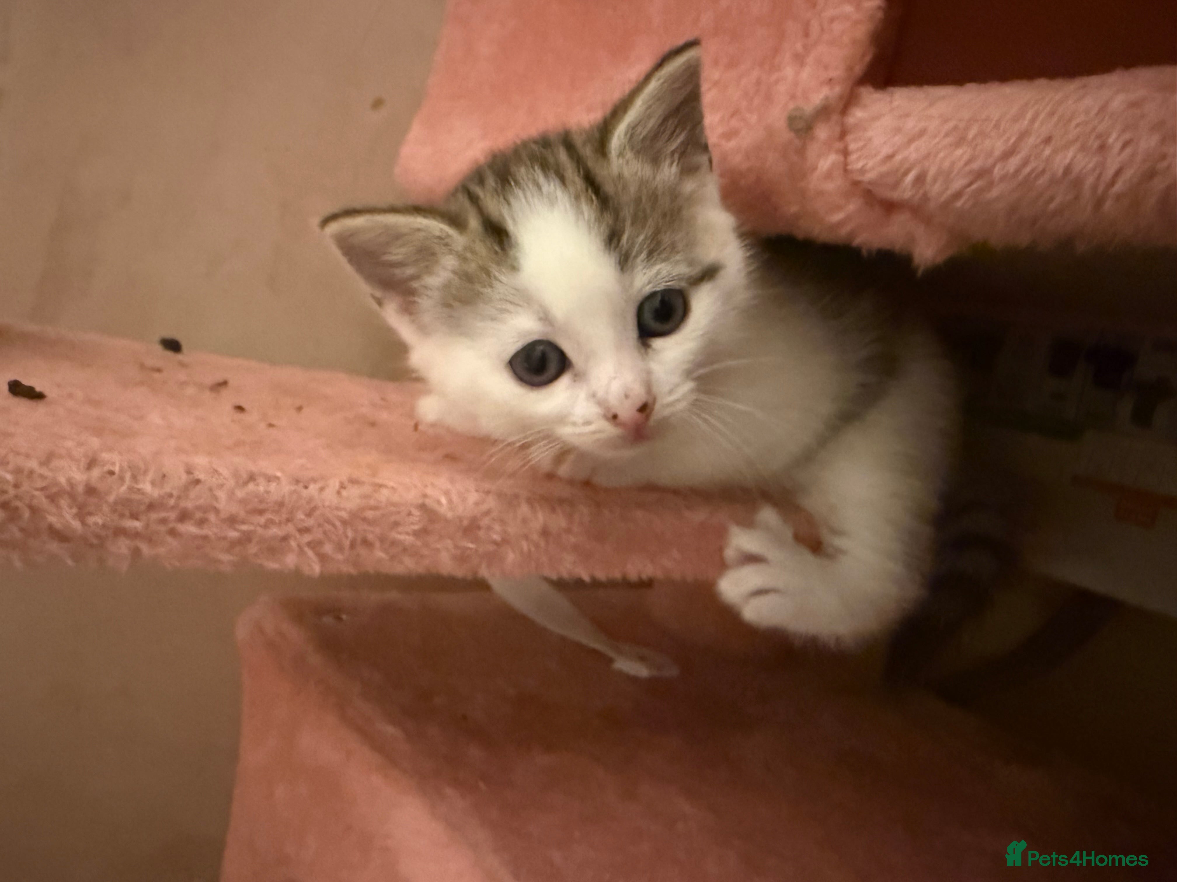 Mixed Breed cats 4 beautiful kitty’s for sale  - Advert 1