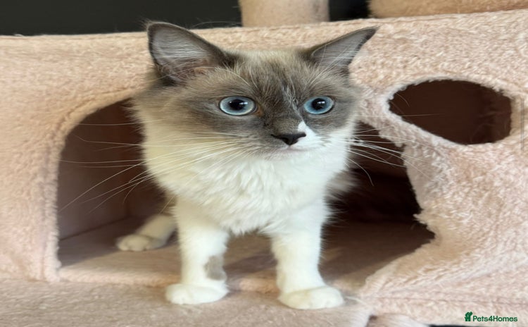 Ragdoll cats - Advert 9