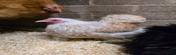 Chickens poultry for sale: Pekin Bantam Pullets POL  - Advert 3