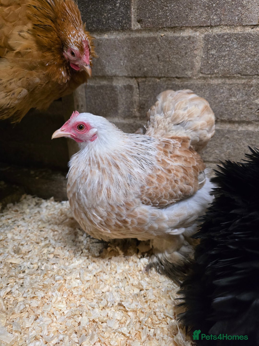 Chickens poultry for sale: Pekin Bantam Pullets POL  - Advert 3
