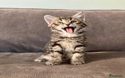 Maine Coon cats for sale: 1/2 Maine Coon kittens - Cardiff - Image 2