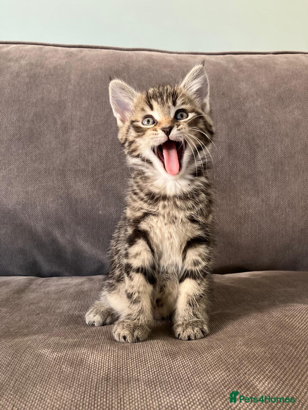 Maine Coon cats for sale: 1/2 Maine Coon kittens - Cardiff - Image 2