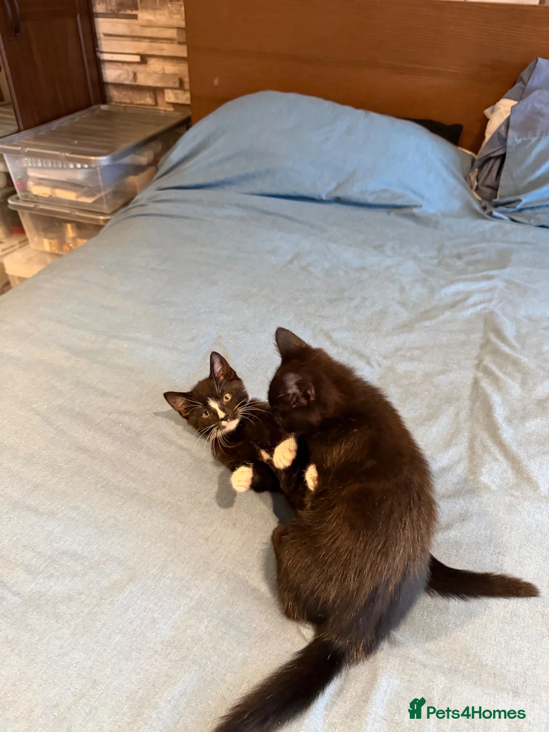 Mixed Breed cats for sale: 10 weeks old Kittens  - Advert 2