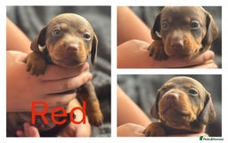 Dachshund dogs for sale: Beautiful dachshund puppies  - Image 20