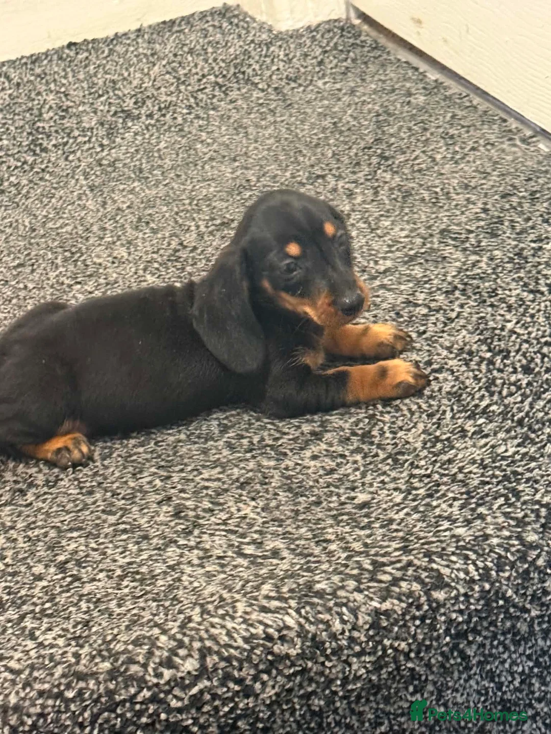 Dachshund dogs for sale: Daschound Babies in Loughborough - Advert 13