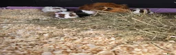 Guinea Pig rodents for sale: Abyssinian & Teddy Guinea Pigs - Advert 6