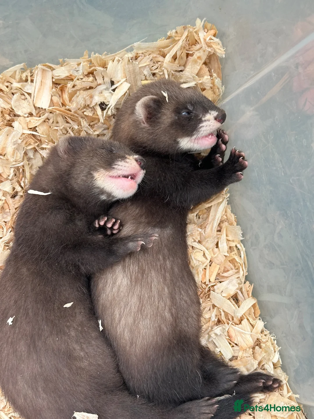 Ferret rodents for sale: Working line Ferrets’s kit - Advert 1