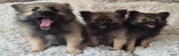 Pomeranian dogs for sale: Little pomeranian puppies  - Advert 8