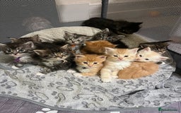 Maine Coon cats for sale: Maine coon kitten  - Image 32