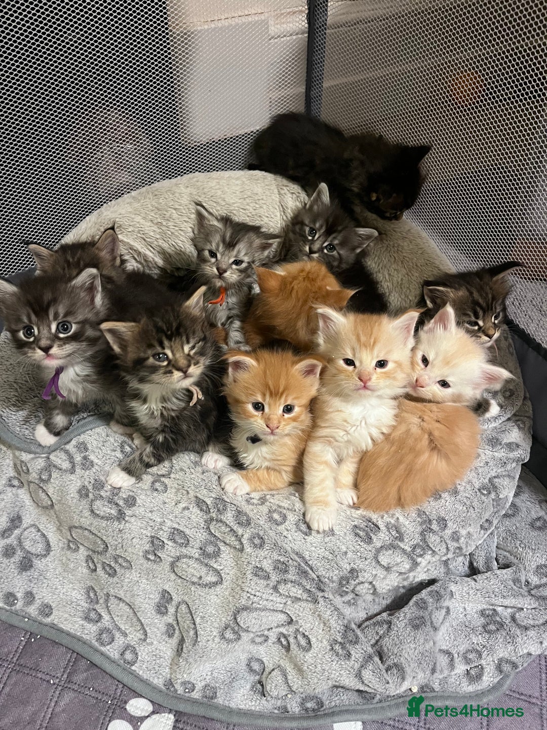 Maine Coon cats for sale: Maine coon kitten  - Image 32