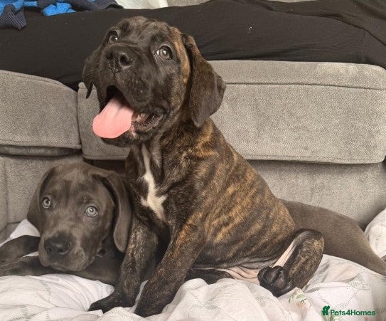 Mixed Breed dogs Cane Corso - Advert 2
