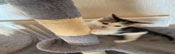 Domestic Shorthair cats for sale: Kittens for sale  in Nottingham - Advert 9