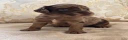 Cocker Spaniel dogs for sale: Working cocker spaniel puppies - Advert 10