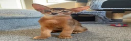 Abyssinian cats for sale: TICA 5* pedigree Abyssinian Kittens  - Advert 17