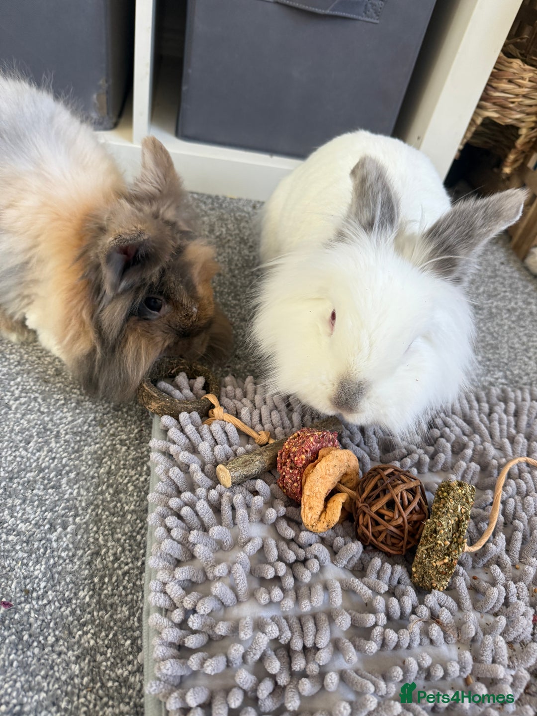 Lionhead rabbits for sale: Lionhead and double lion head  - Image 3