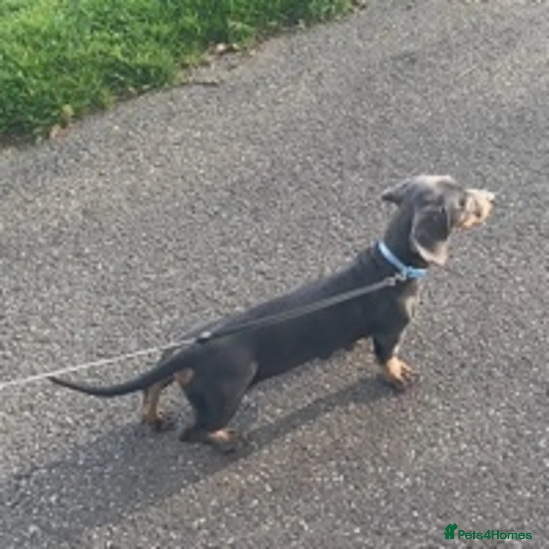 Dachshund dogs for stud: Blue Dachhund Proven Stud & Isabella cream stud, in Swansea - Advert 6