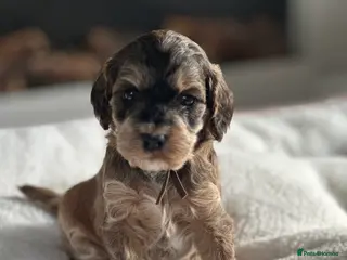 Cockapoo dogs 🌟 1 REMAINING Premium F1 Mini Cockapoo Puppies 🌟 - Advert 7
