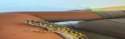 Leopard Gecko reptiles for sale: Female leopard gecko  - Advert 5