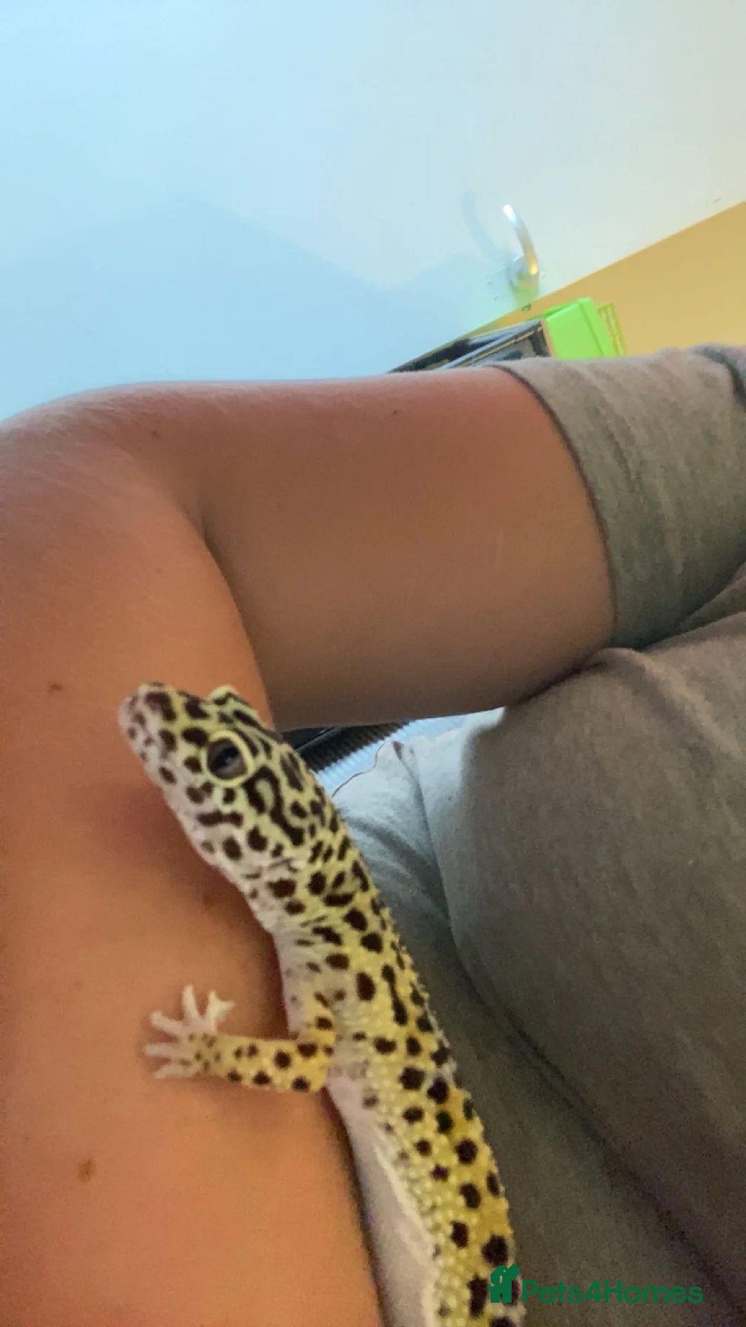 Leopard Gecko reptiles for sale: Female leopard gecko  - Advert 5