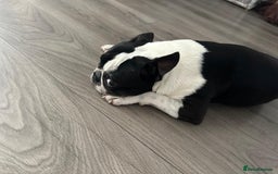 Boston Terrier dogs for stud: KC Loving Boston Terrier Available for Stud - Image 3