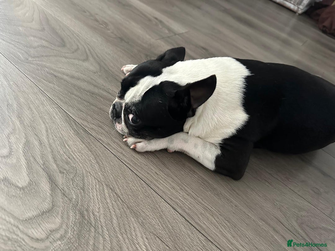 Boston Terrier dogs for stud: KC Loving Boston Terrier Available for Stud - Image 3