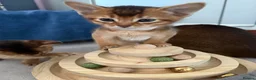 Abyssinian cats for sale: TICA reg one gorgeous Ruddy Aby boy left! - Advert 20