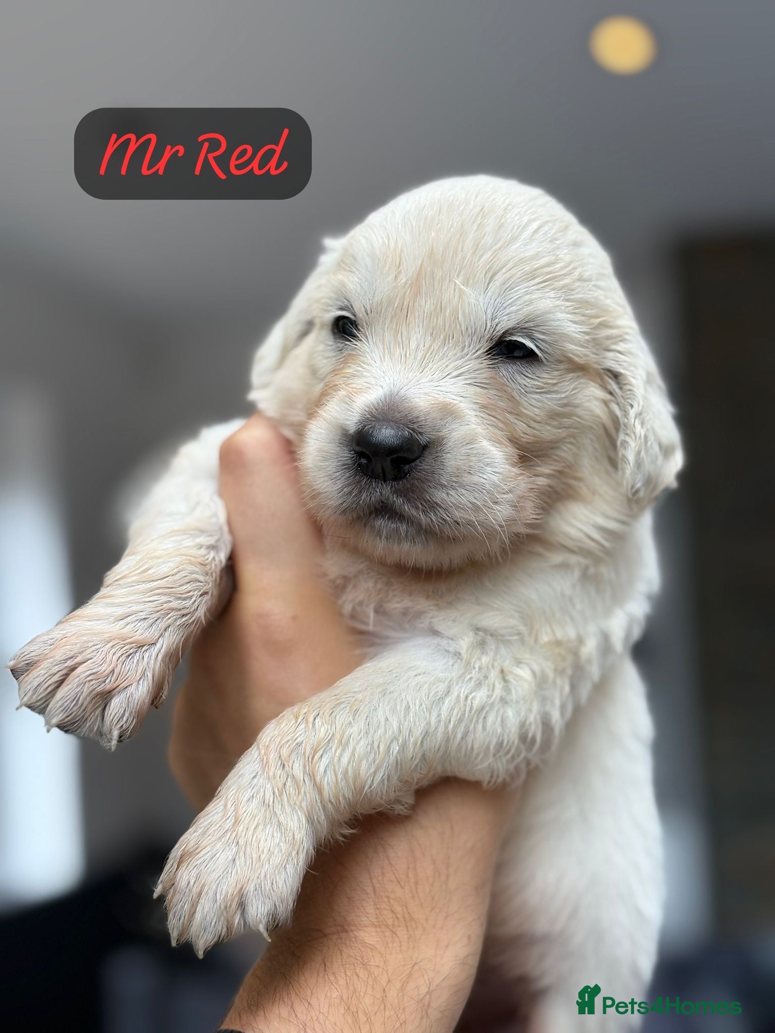 Golden Retriever dogs Behaviourist raised KC Reg Golden Retriever Pups - Advert 1