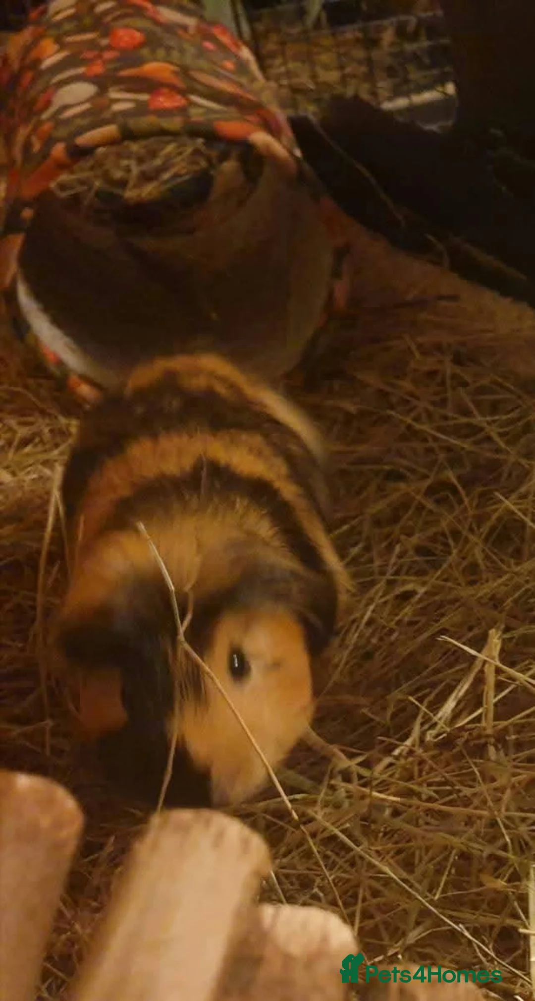 Guinea Pig rodents for sale: Neutered Male Guinea Pig - Advert 3