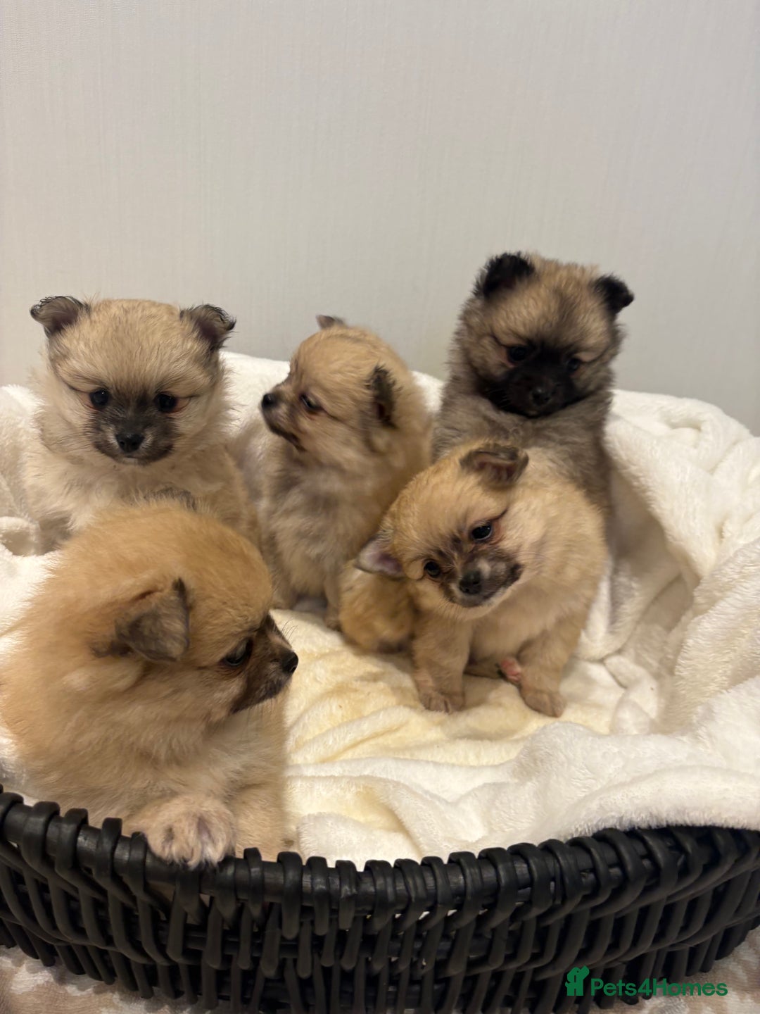 Pomchi dogs for sale: Pomchaws  - Advert 3