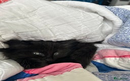 Domestic Shorthair cats for sale: Kitten for sale  - Image 2