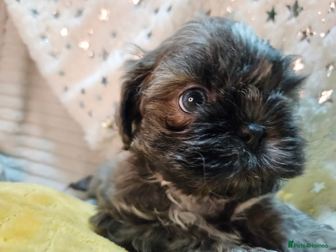 Shih Tzu dogs for sale: Adorable Shih I Puppies For Sale - 3 Boys & 1 Girl - Advert 2