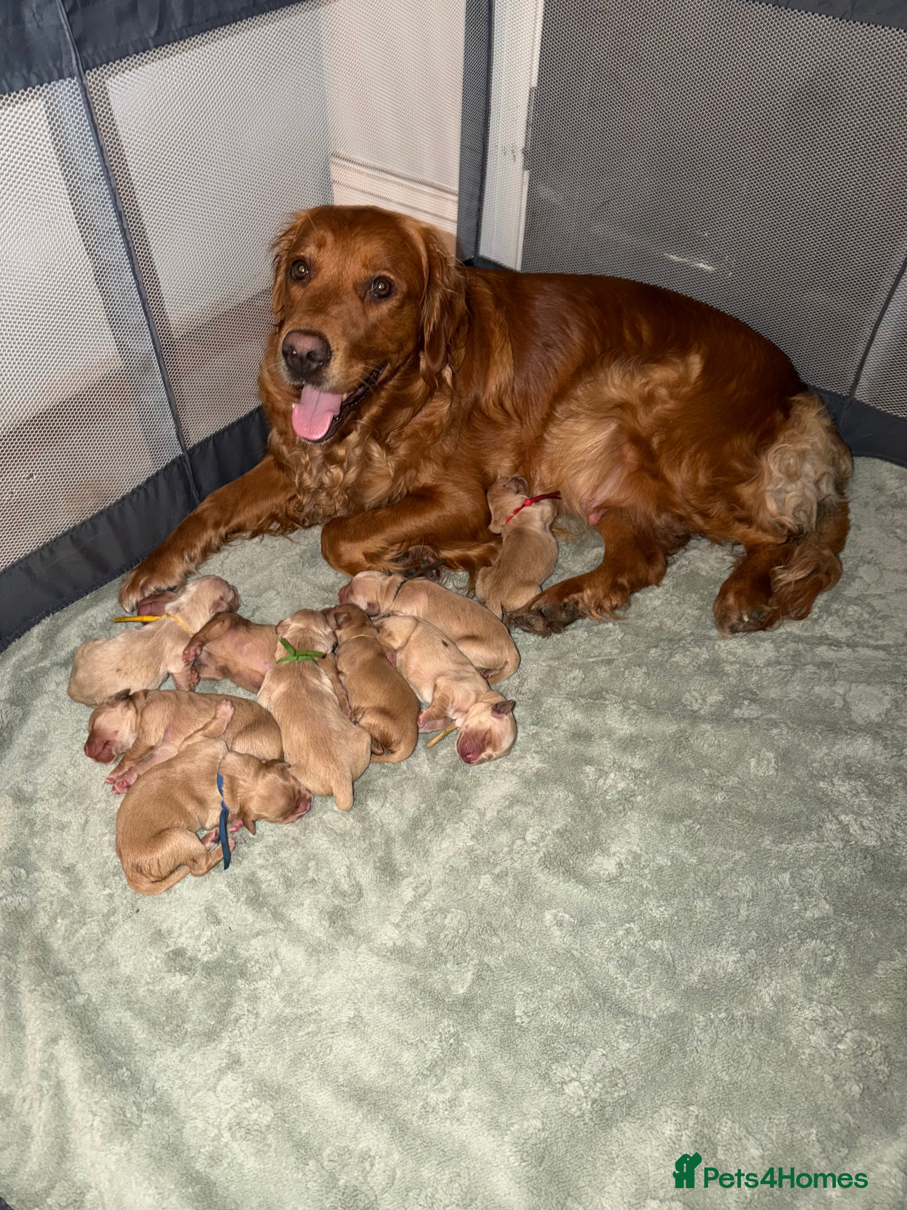 Golden Retriever dogs Beautifully Coloured Golden Retriever Puppies - Advert 17