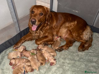 Golden Retriever dogs Beautifully Coloured Golden Retriever Puppies - Advert 17