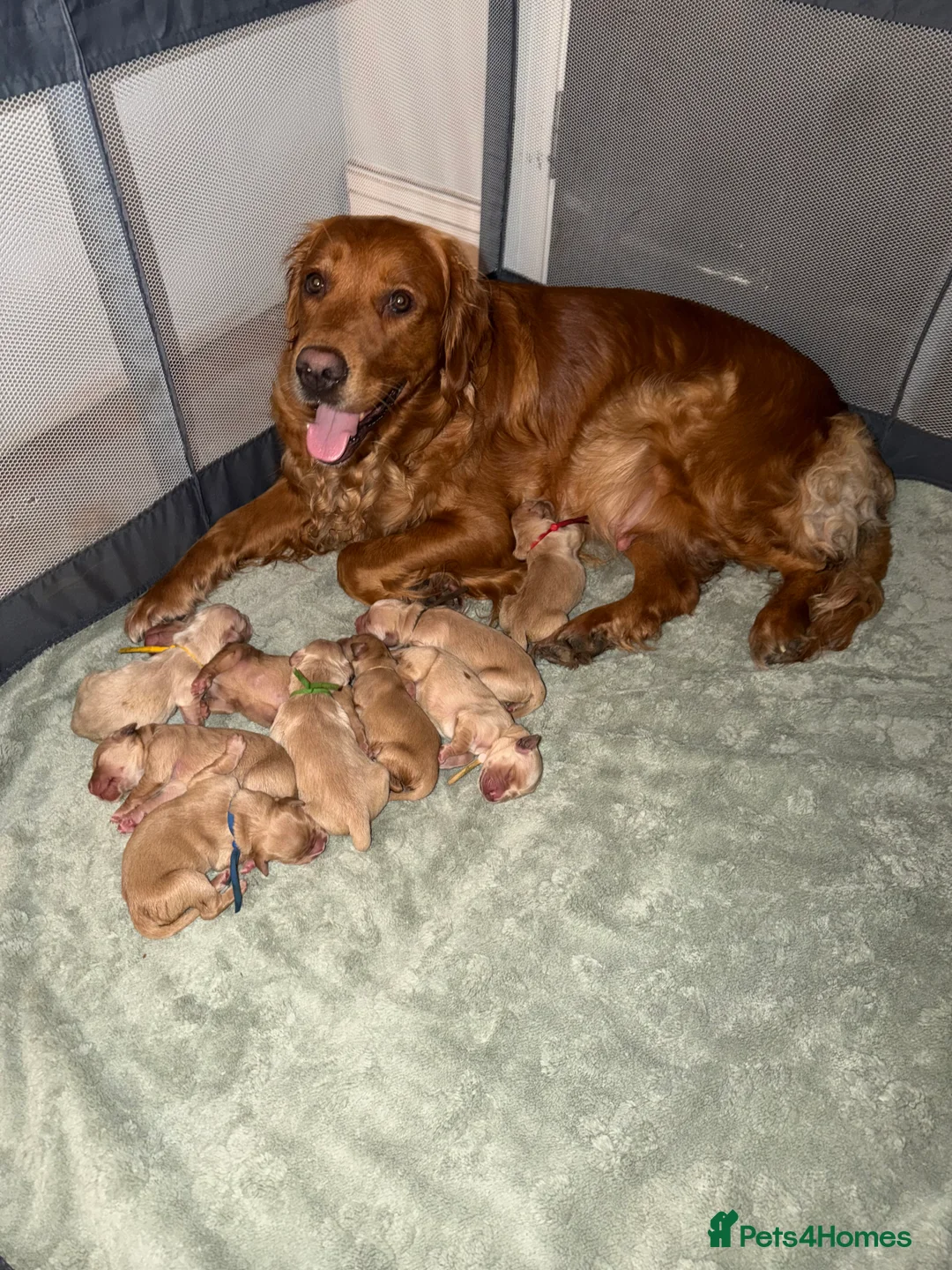 Golden Retriever dogs for sale: Beautifully Coloured Golden Retriever Puppies - Advert 5