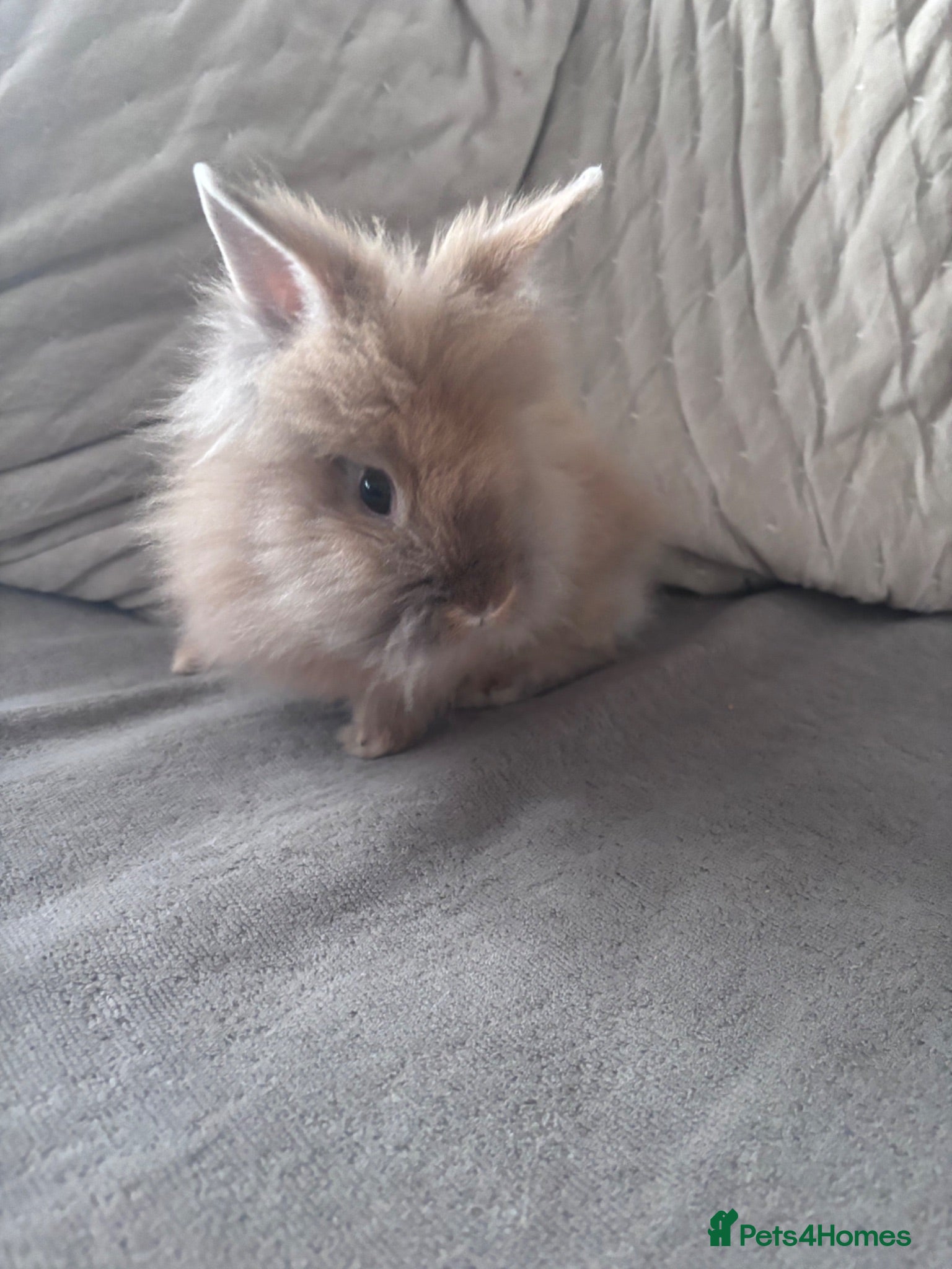 Lionhead rabbits Beautiful double maned lion heads   - Advert 11