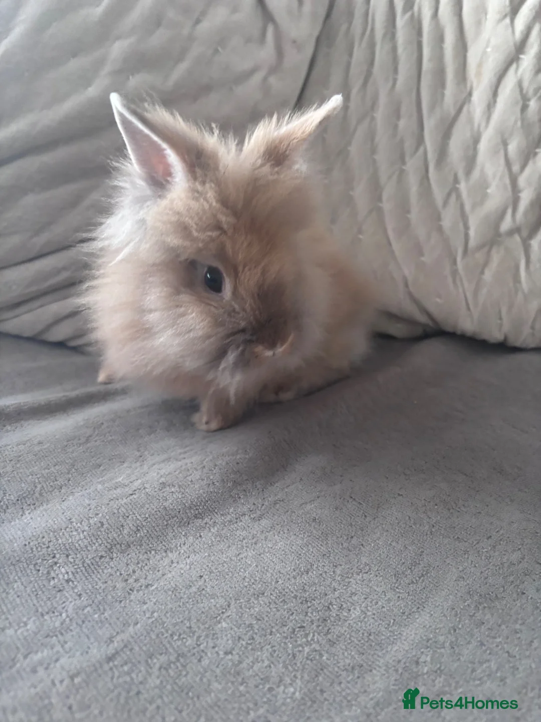 Lionhead rabbits for sale: Beautiful double maned lion heads   in Ripley - Advert 1