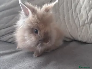 Lionhead rabbits Beautiful double maned lion heads - Advert 12
