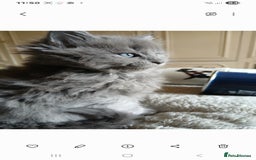 Mixed Breed cats for sale: Maine Coon crossed with Ragdoll ( Ragcoon )  - Image 7