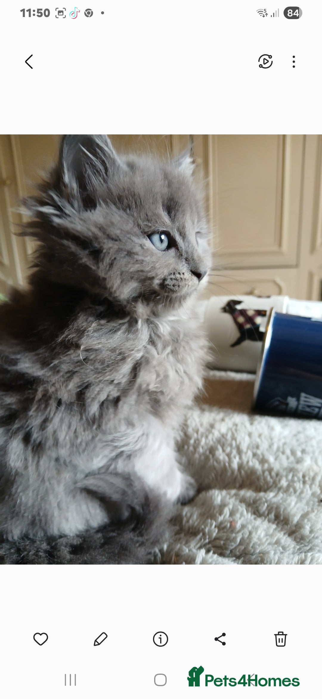 Mixed Breed cats for sale: Maine Coon crossed with Ragdoll ( Ragcoon )  - Image 7