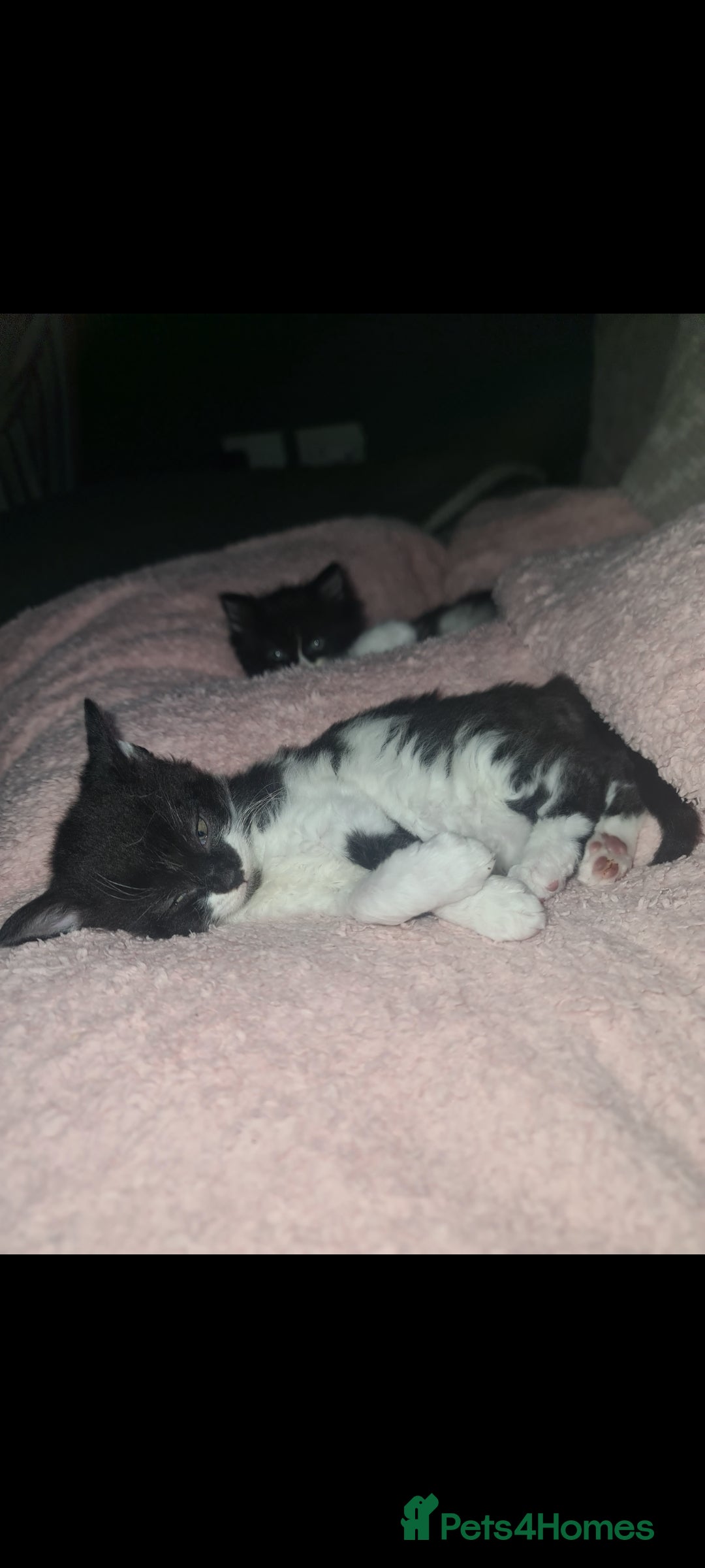 Devon Rex cats for sale: Stunning half devon rex kittens  - Image 6