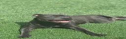Staffordshire Bull Terrier dogs for stud: For Stud in Rotherham - Advert 8