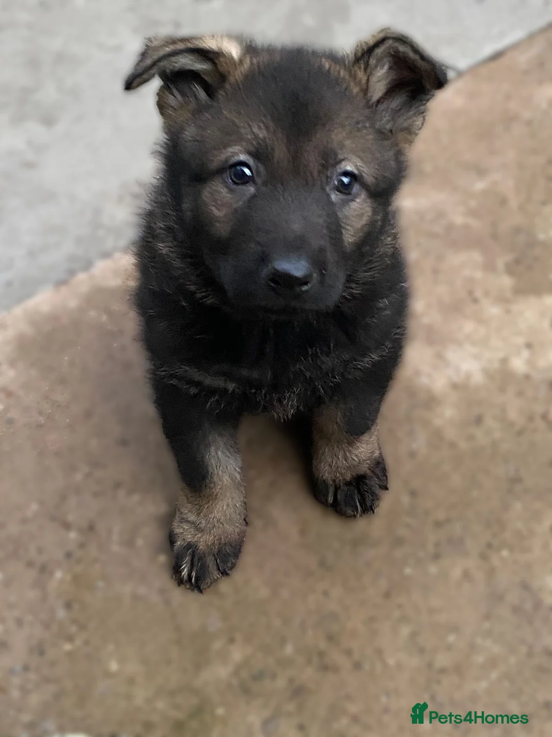 German Shepherd dogs for sale: Rare DDR German shepherds ‼️ - Advert 7