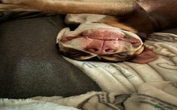 Mixed Breed dogs for sale: Standard American bully - Advert 3