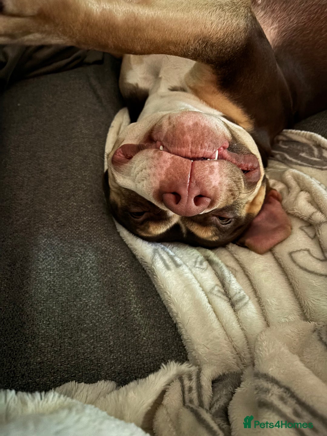 Mixed Breed dogs for sale: Standard American bully - Advert 3