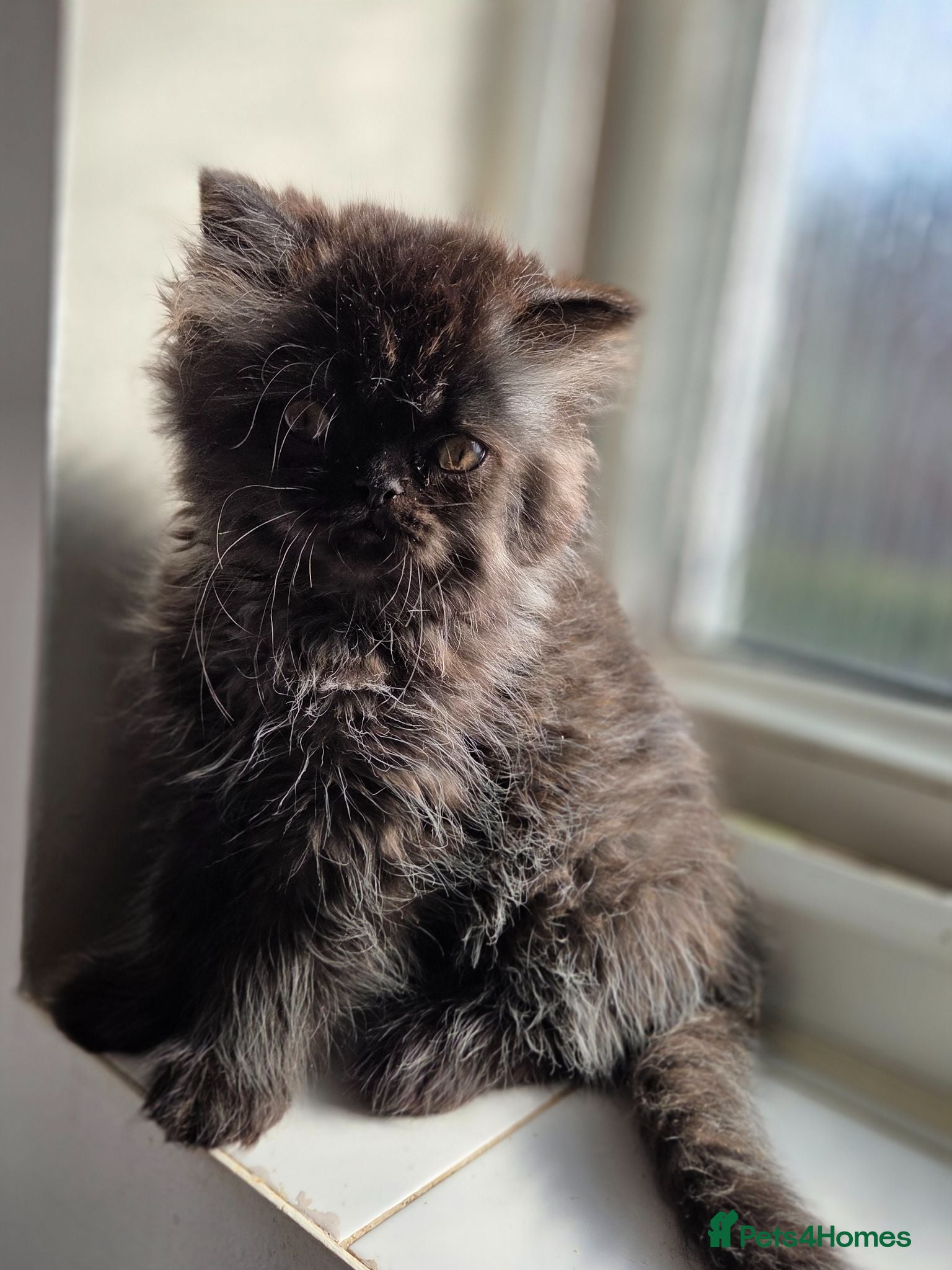 Persian cats Two Beautiful Persian male kittens ready to go - Advert 16