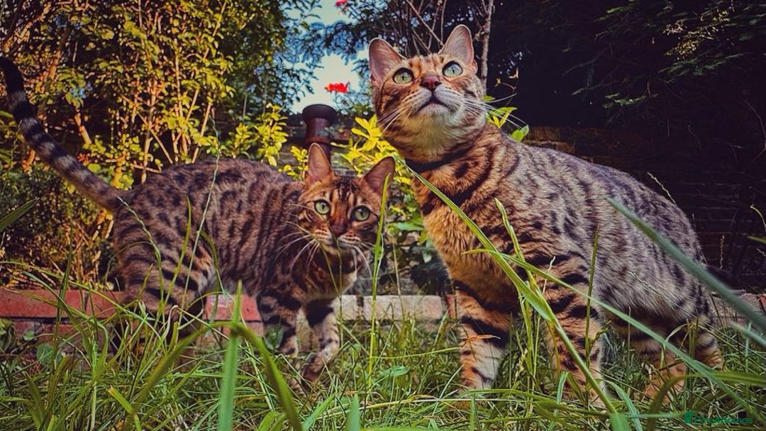 Bengal cats for sale: TWO BONDED BENGALS PRICE NEGOTIABLE FOR RIGHT HOME - Advert 1