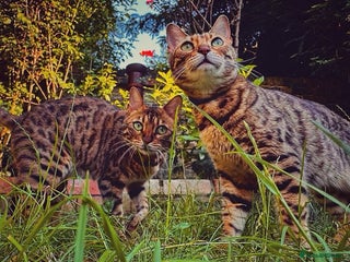 Bengal cats TWO BONDED BENGALS PRICE NEGOTIABLE FOR RIGHT HOME - Advert 3